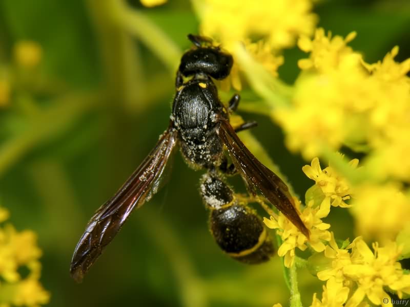 Discoelius dufourii Lepeletier de Saint Fargeau, 1841